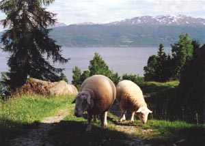 Norwegian Wool