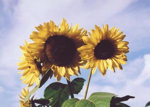 Sunshine on a Stem
