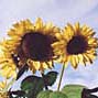 Sunshine on a Stem