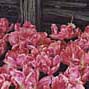 Flock of Tulips