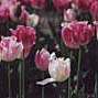 Tulip Song