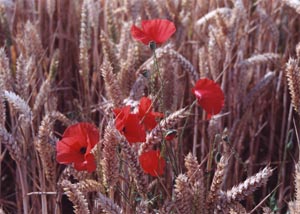 Poppies in Wheat