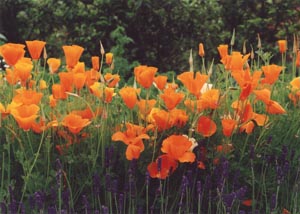 California Poppies in an English Garden