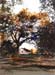 OldOakTree