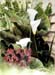 WallLillies