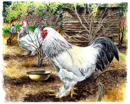1Forget Me Not Rooster