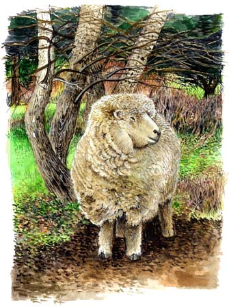 1Lone Sheep