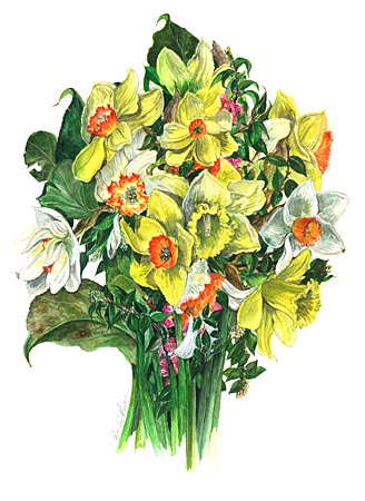 2Daffodil