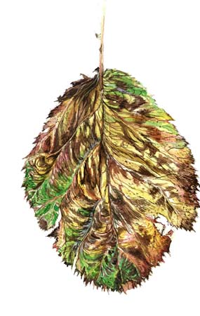 4Brown Leaf