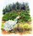 1Goose