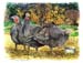 1Turkeys
