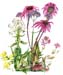 2Echinacea Snap Dragons
