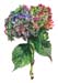 2Hydrangea