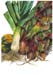 3Apple, Leeks, Squash