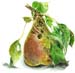 3Pear