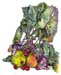 3Pears, Cherries, Kohl0037