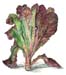 3Romaine