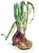 3Shallots