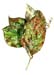 4Brown Spotted Leaves