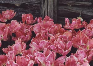 Flock of Tulips