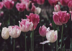 Tulip Song