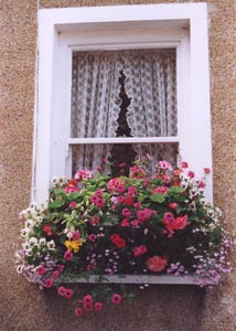 Window Bouquet
