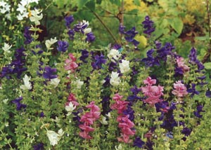 Jane Austen's Garden