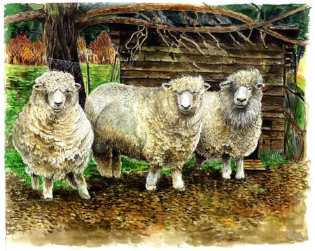 1Fluffy, Raspberry & Dolly