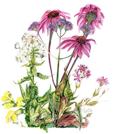 2Echinacea Snap Dragons