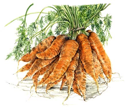 3Carrots