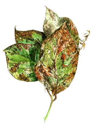 4Brown Spotted Leaves