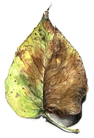 4Tear Drop Leaf